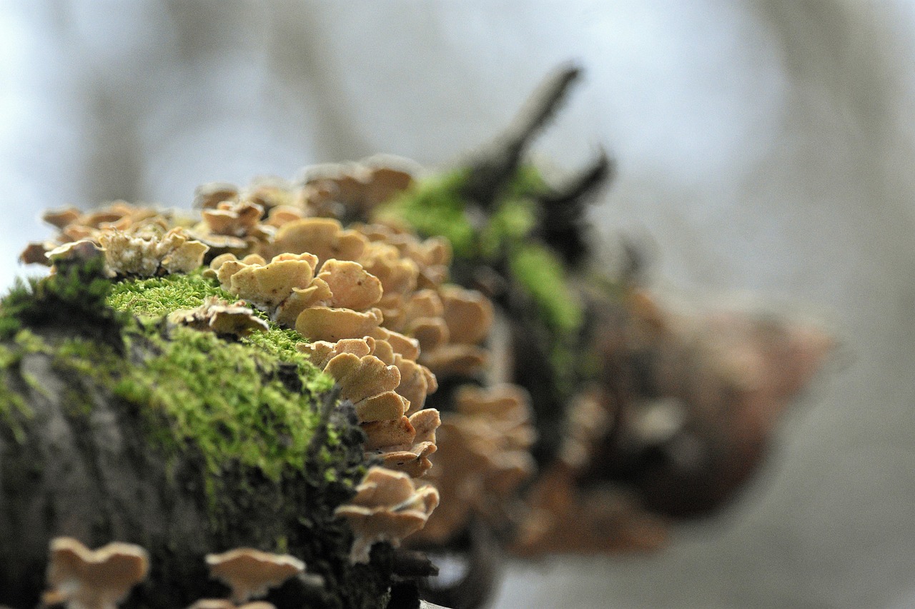 【程序搭建】TG人形机器人｜PagerMaid-Pyro搭建星光剧场